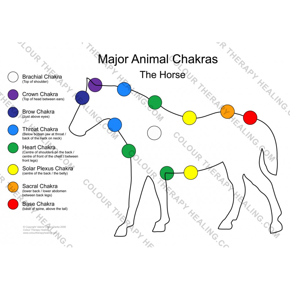 Chakras of the Horse Poster- PDF Download